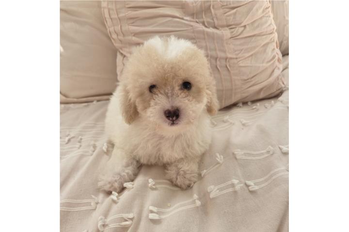 Toy Poodle Macho Papeles AKC  Puerto Rico