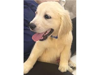 Beautiful Golden Retriever puppies , Mascotas Puerto Rico