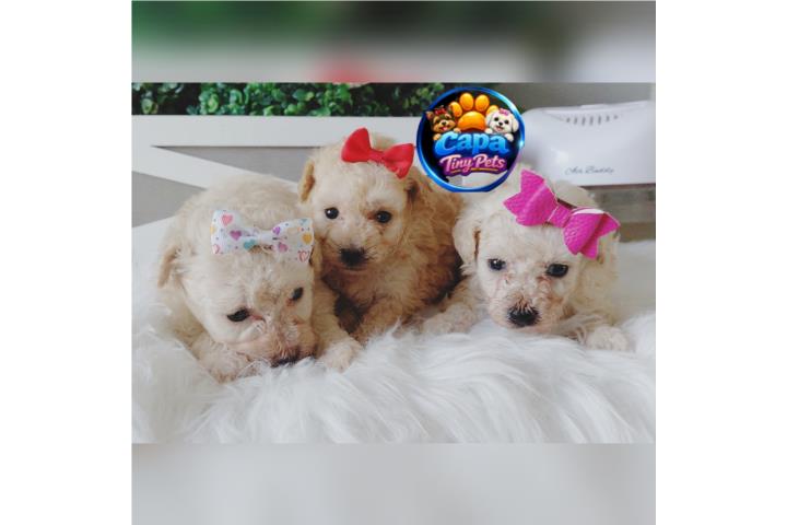 Poodle toy nena con papeles  Puerto Rico