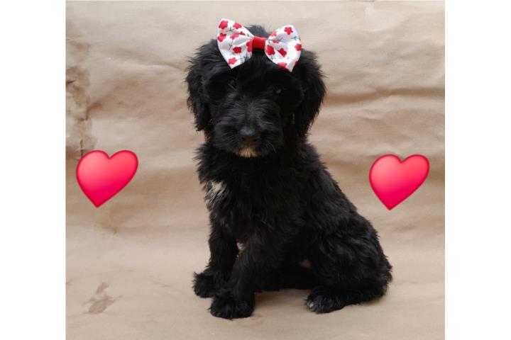 CACHORROS GOLDENDOODLES MINI F1 Puerto Rico