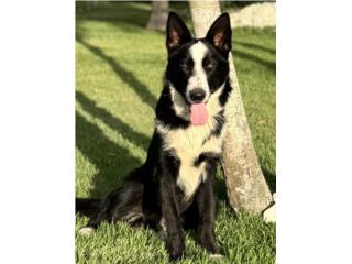 German Shepherd panda AKC, Doggy 