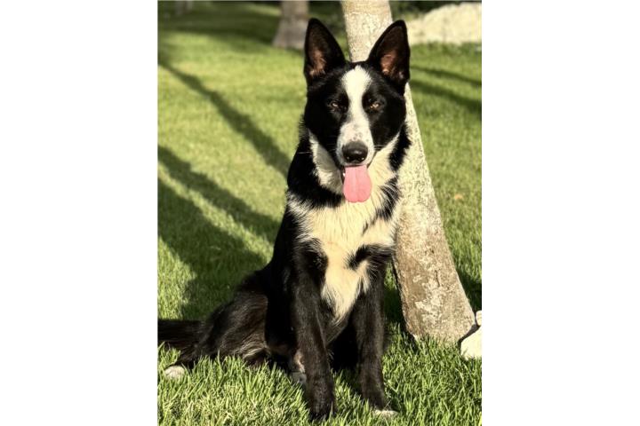 German Shepherd panda AKC Puerto Rico