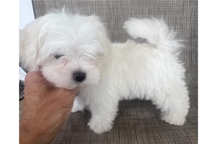 MALTESE Puerto Rico