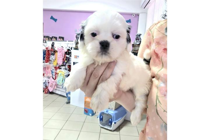 ShiTzu Hembra Vacunada y desparasitada Puerto Rico