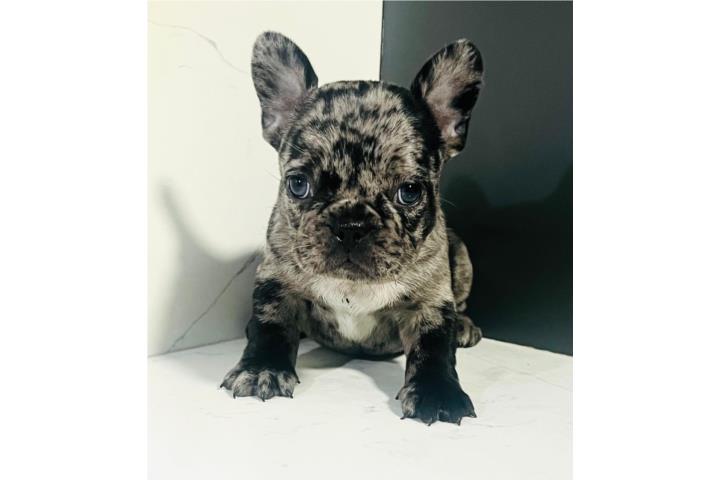 FRENCH BULLDOG Puerto Rico