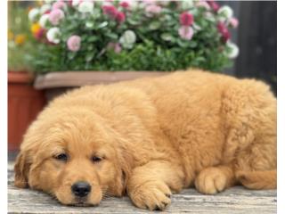 GOLDEN RETRIEVER BIG BONE SUPER PELUDOS, Puppy Guy