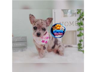 Chihuahua toy  nena merle con papeles , French Lovers