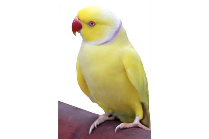 Ringneck (( macho )) lutino bebe  Puerto Rico