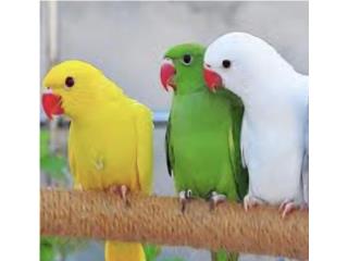 Ringneck (( bebe ))  no adn, JG Aviario