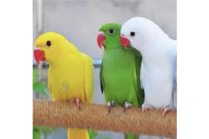Ringneck (( bebe ))  no adn Puerto Rico