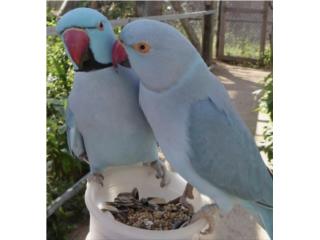 Ringneck azul cinnamon  ( bebe ) no adn , JG Aviario