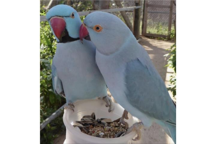 Ringneck azul cinnamon  ( bebe ) no adn  Puerto Rico