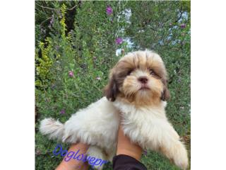 SHIH-TZU TOY MACHO AKC, Dog Love PR