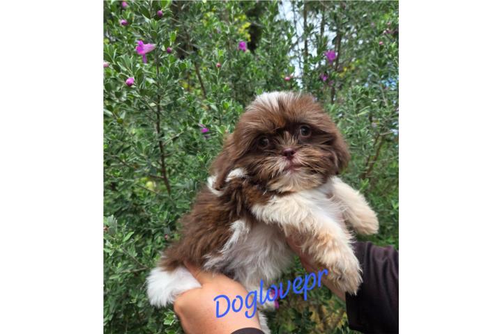SHIH-TZU TOY MACHO CHOCOLATE AKC Puerto Rico