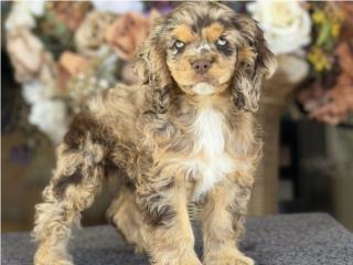 Puerto Rico Cocker Spaniel Merle Choco - Los Osos PR, Perros Gatos y Caballos