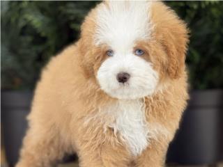 Micro Bernedoodle Tuxedo - Los Osos PR, Mascotas Puerto Rico