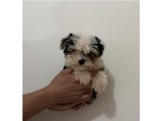 Yorkie nene, Gonzalez