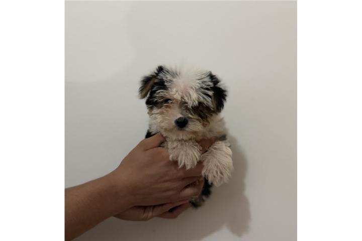 Yorkie nene Puerto Rico