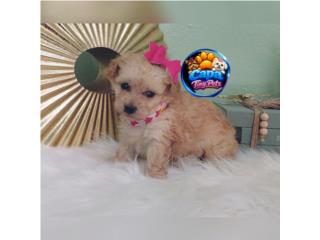 Poodle toy nena con papeles , French Lovers