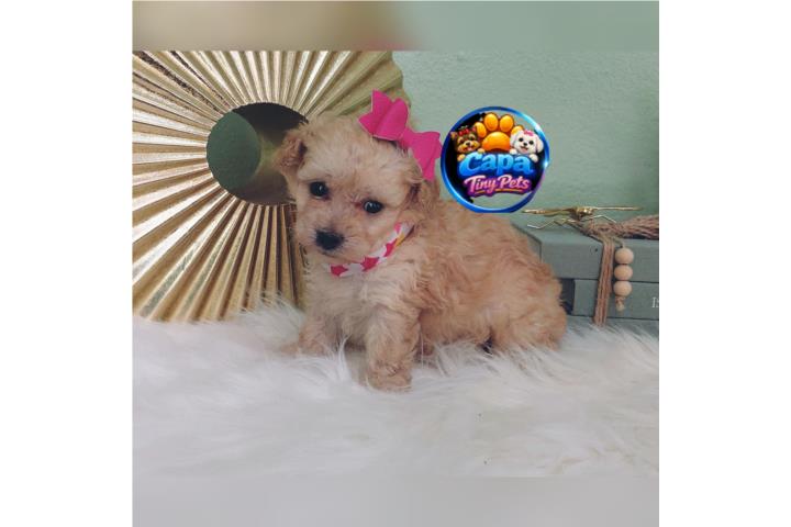 Poodle toy nena con papeles  Puerto Rico