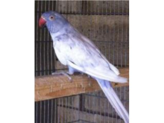 Arlequin violeta (( hembra )) Bebe , JG Aviario