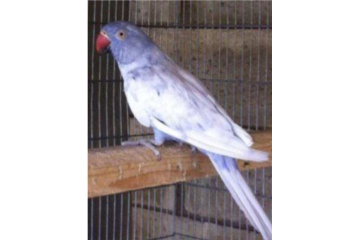 Arlequin violeta (( hembra )) Bebe  Puerto Rico