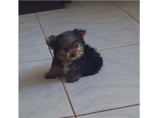 YORKIE TOY HEMBRA BLACK AND GOLD, Puppy