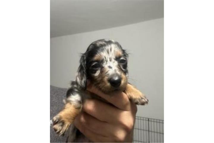 Daschund marle Puerto Rico