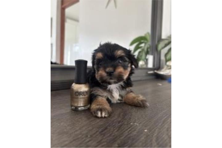 Morkie toy macho Puerto Rico