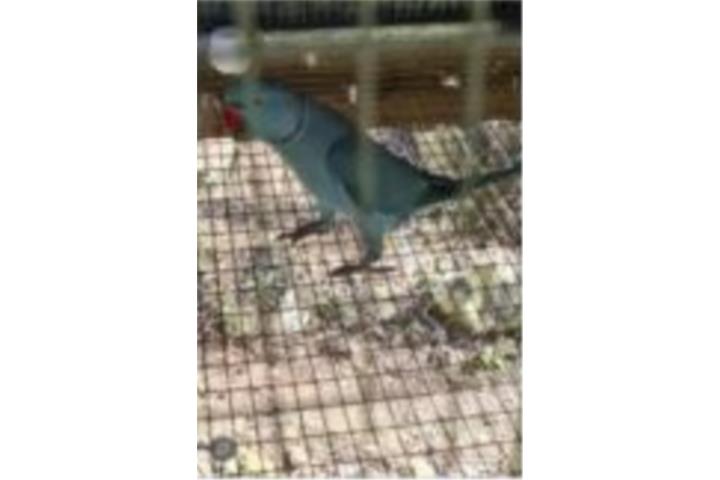 Ringneck macho adulto  Puerto Rico