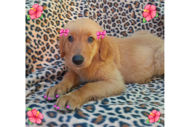 CACHORROS GOLDEN RETRIEVERS  Puerto Rico