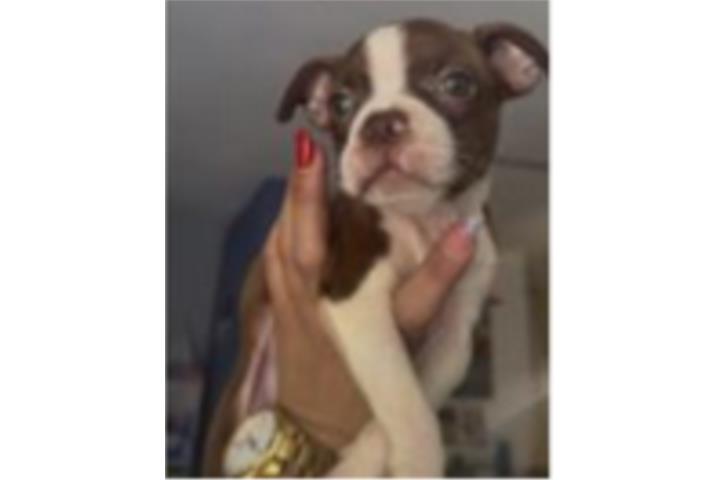 Hembra Boston terrier  Puerto Rico