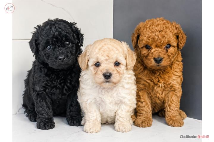 TOY POODLE Puerto Rico