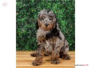 ELLIS CAVAPOO  (VISITANOS EN GUAYNABO), Mascotas Puerto Rico
