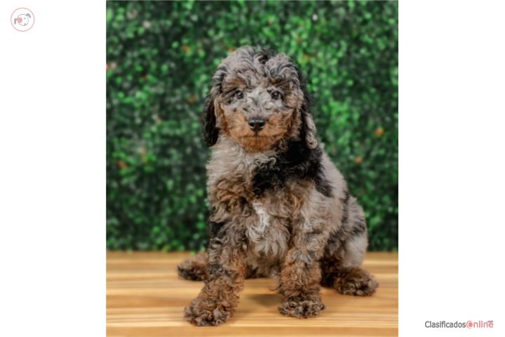 ELLIS CAVAPOO  (VISITANOS EN GUAYNABO) Puerto Rico