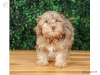 Puerto Rico SAHARA YORKIE POO(VISITANOS EN GUAYNABO), Perros Gatos y Caballos