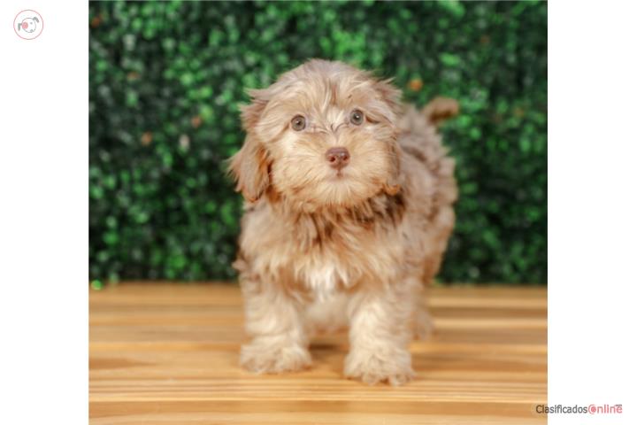 SAHARA YORKIE POO(VISITANOS EN GUAYNABO) Puerto Rico