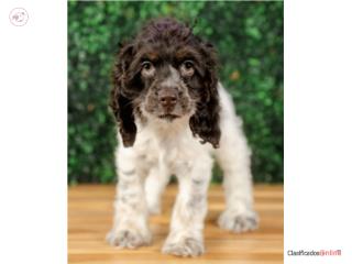 Puerto Rico BRANDO COCKER SPANIEL(VISITANOS EN GUAYNABO), Perros Gatos y Caballos