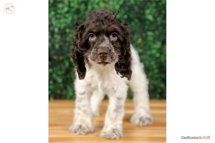 BRANDO COCKER SPANIEL(VISITANOS EN GUAYNABO) Puerto Rico