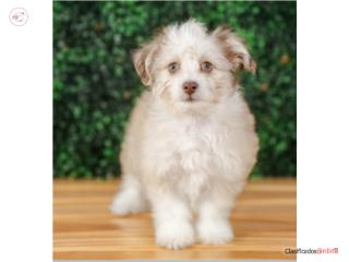 Puerto Rico ALONZO AUSSIECHON (VISITANOS EN GUAYNABO), Perros Gatos y Caballos
