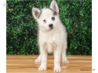Puerto Rico GEORGIA F2 POMSKY(VISITANOS EN GUAYNABO), Perros Gatos y Caballos