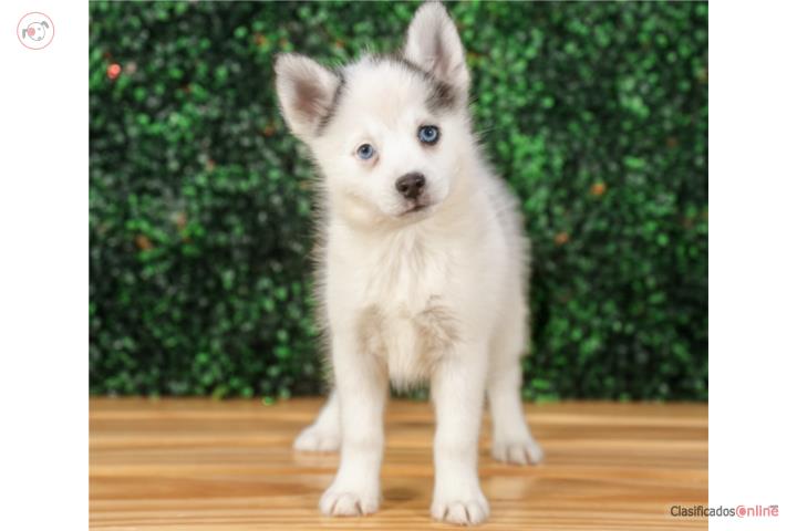 GEORGIA F2 POMSKY(VISITANOS EN GUAYNABO) Puerto Rico
