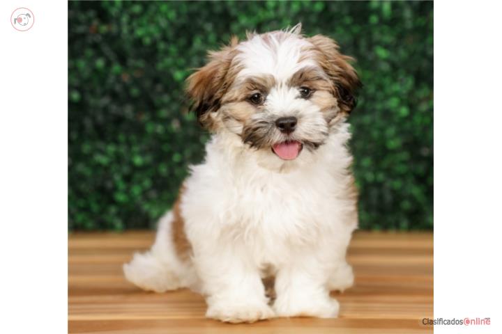 NERO MALSHI - TEDDY BEAR (VISITANOS EN GUAYN Puerto Rico