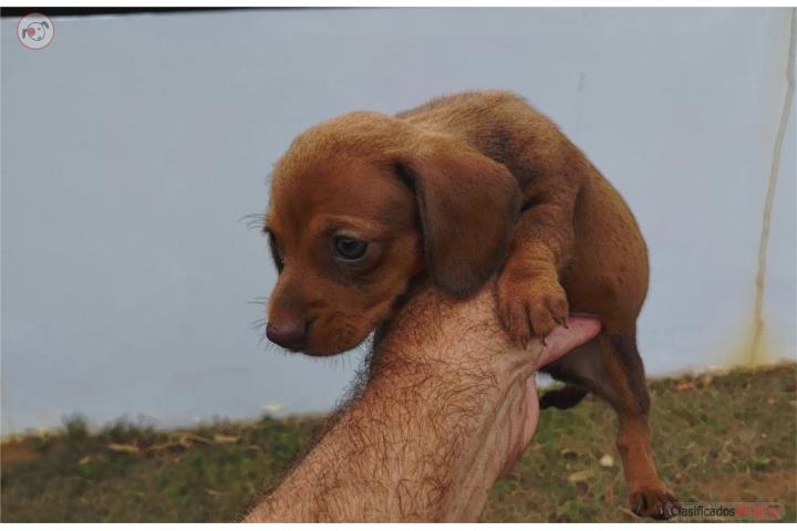 Salchicha hembra Puerto Rico