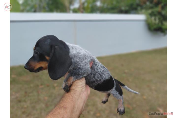 Salchicha macho Puerto Rico