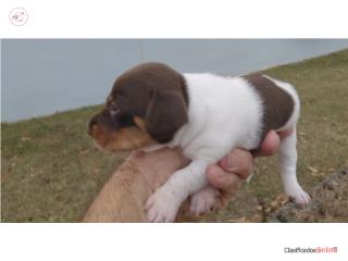 Salchicha chocolate piebald, Dachshund World