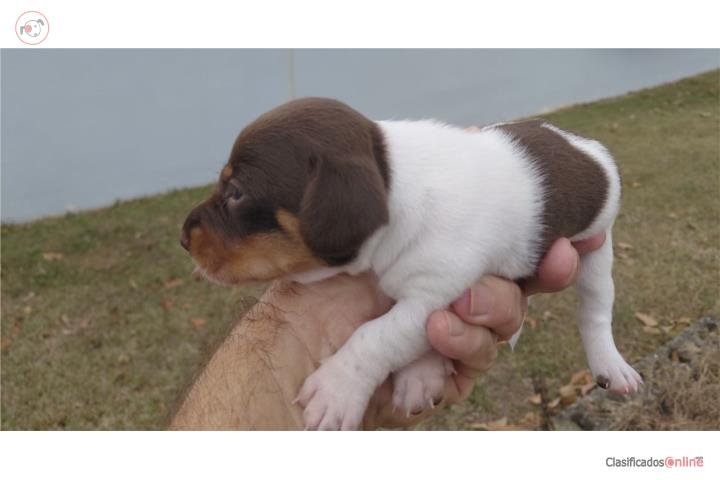Salchicha chocolate piebald Puerto Rico