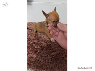 Chihuahua hembra  Puerto Rico