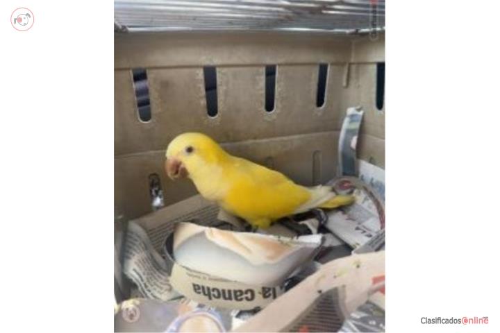 Lote de Quaker hay de 10 a 12  Puerto Rico