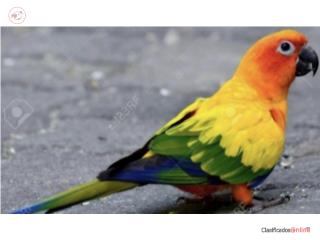 Sun conure joven machos y hembras , JG Aviario